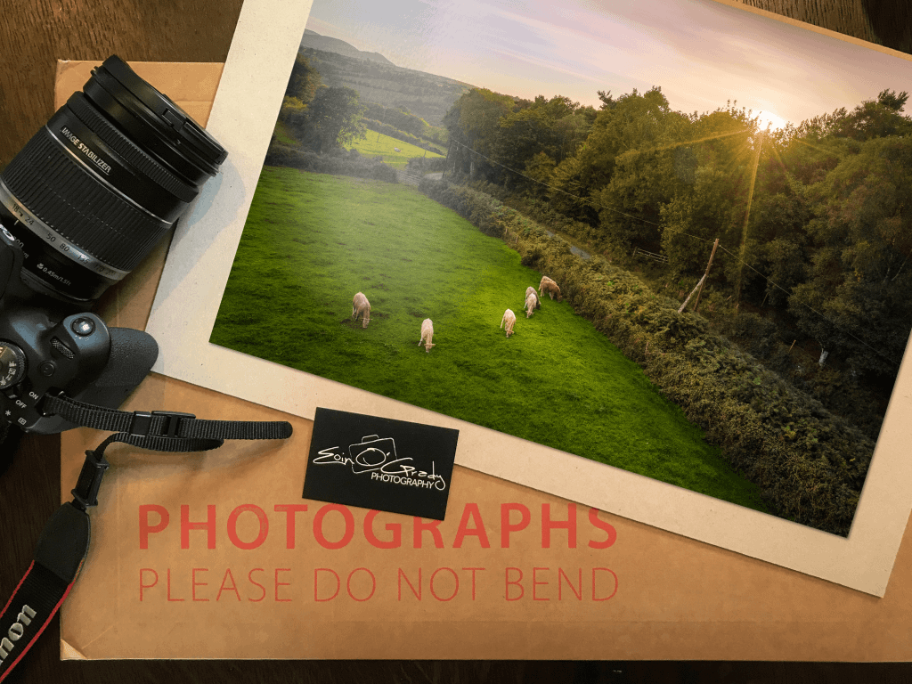 Photo print of cows in a field in Ireland.